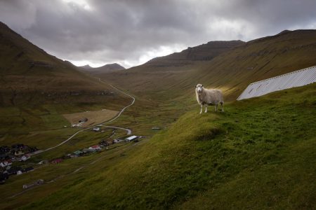 Sauer, grønne åser og fjell på Færøyene
